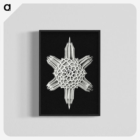 3-35_Ernst-Haeckel_blk-crop
