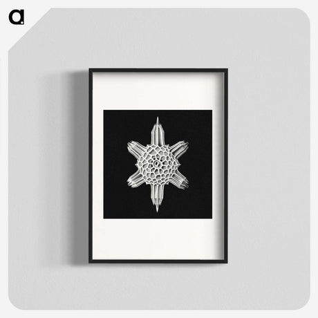 3-35_Ernst-Haeckel_blk