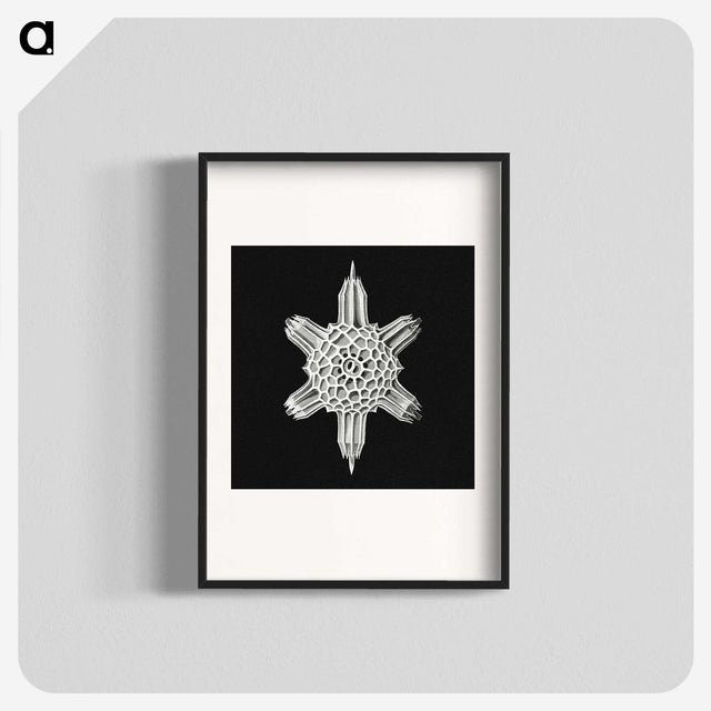 3-35_Ernst-Haeckel_blk