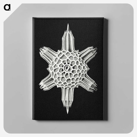 3-35_Ernst-Haeckel_canvas