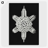 3-35_Ernst-Haeckel_picture-crop