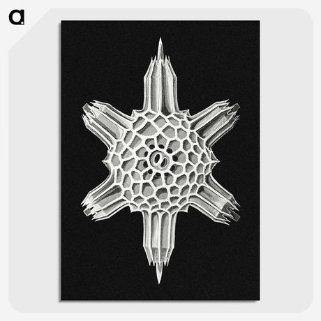 3-35_Ernst-Haeckel_picture-crop
