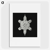 3-35_Ernst-Haeckel_picture