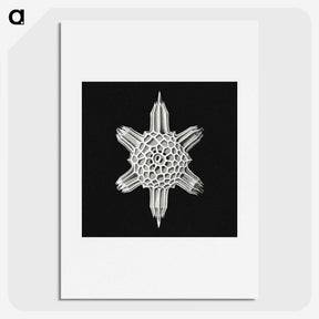 3-35_Ernst-Haeckel_picture