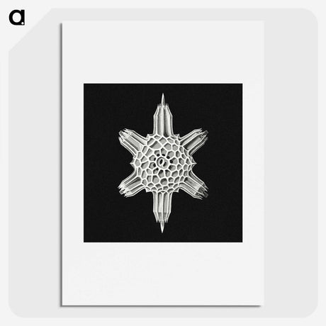 3-35_Ernst-Haeckel_picture