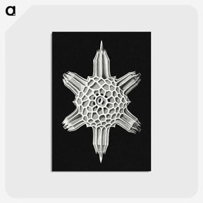 3-35_Ernst-Haeckel_postcard