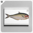 3-35_Ichtyologie-ou-Histoire-naturelle_canvas