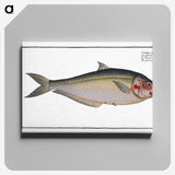 3-35_Ichtyologie-ou-Histoire-naturelle_canvas