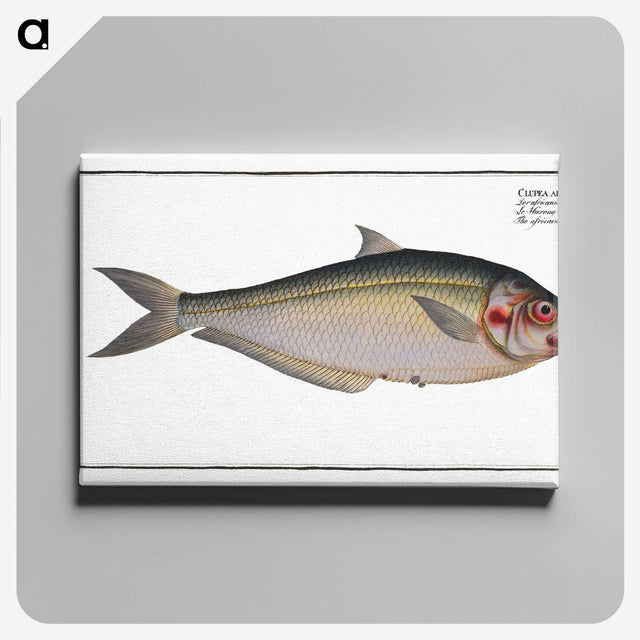 3-35_Ichtyologie-ou-Histoire-naturelle_canvas