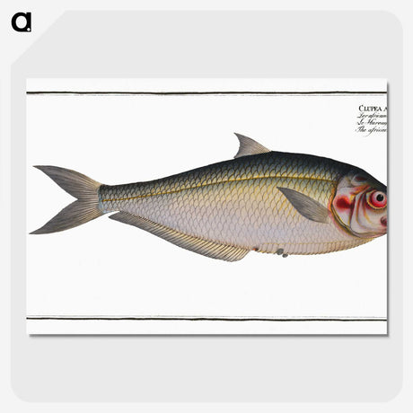 3-35_Ichtyologie-ou-Histoire-naturelle_picture-crop