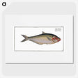 3-35_Ichtyologie-ou-Histoire-naturelle_picture