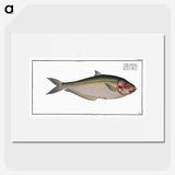 3-35_Ichtyologie-ou-Histoire-naturelle_picture