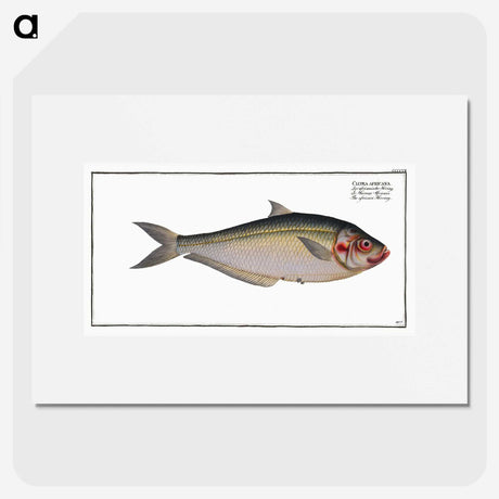 3-35_Ichtyologie-ou-Histoire-naturelle_picture