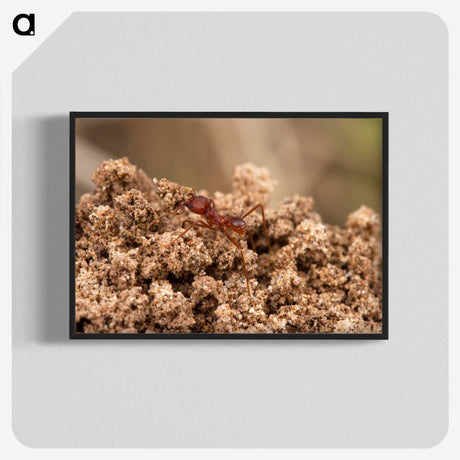 3-35_Insects-Unlocked-Project_blk-crop