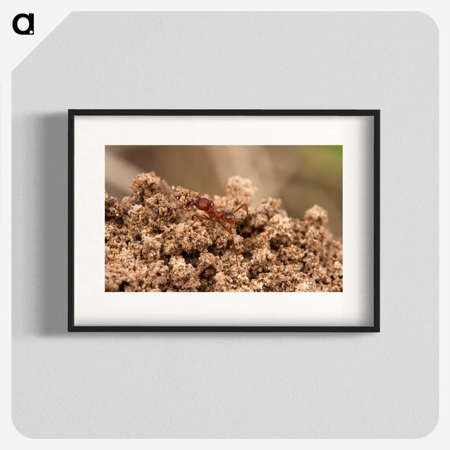 3-35_Insects-Unlocked-Project_blk