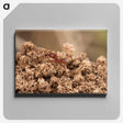 3-35_Insects-Unlocked-Project_canvas