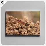 3-35_Insects-Unlocked-Project_canvas