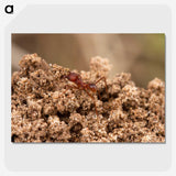 3-35_Insects-Unlocked-Project_picture-crop