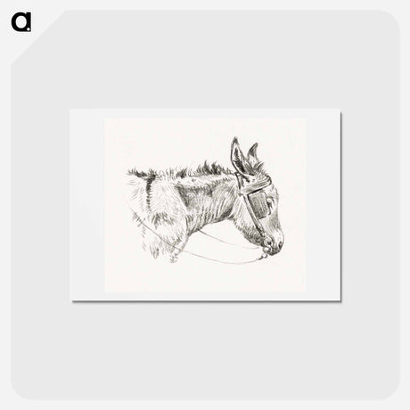 アートポストカード-Head of a donkey - ジャン ベルナール Postcard.