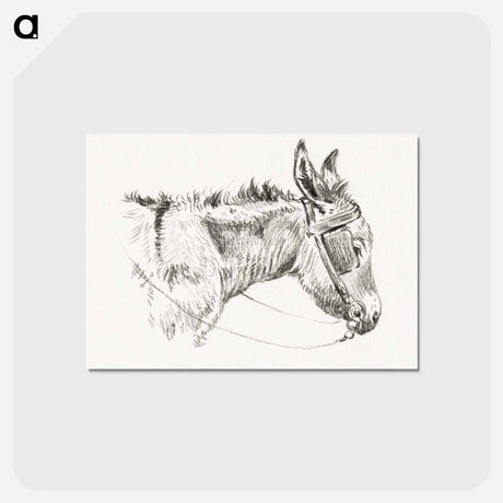 アートポストカード-Head of a donkey - ジャン ベルナール Postcard.