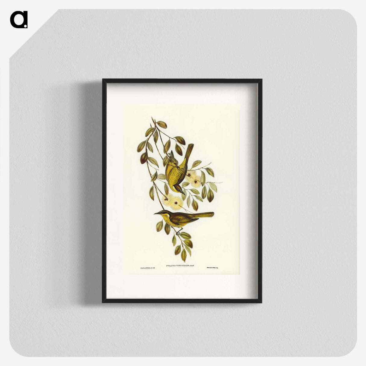 3-35_John-Gould_blk
