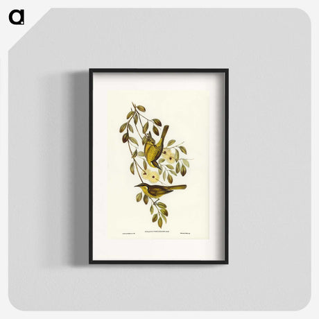 3-35_John-Gould_blk