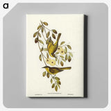 3-35_John-Gould_canvas