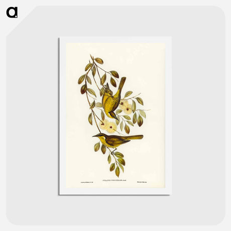 アートポストカード-Varied Honey-eater
 - ジョン グールド Postcard.