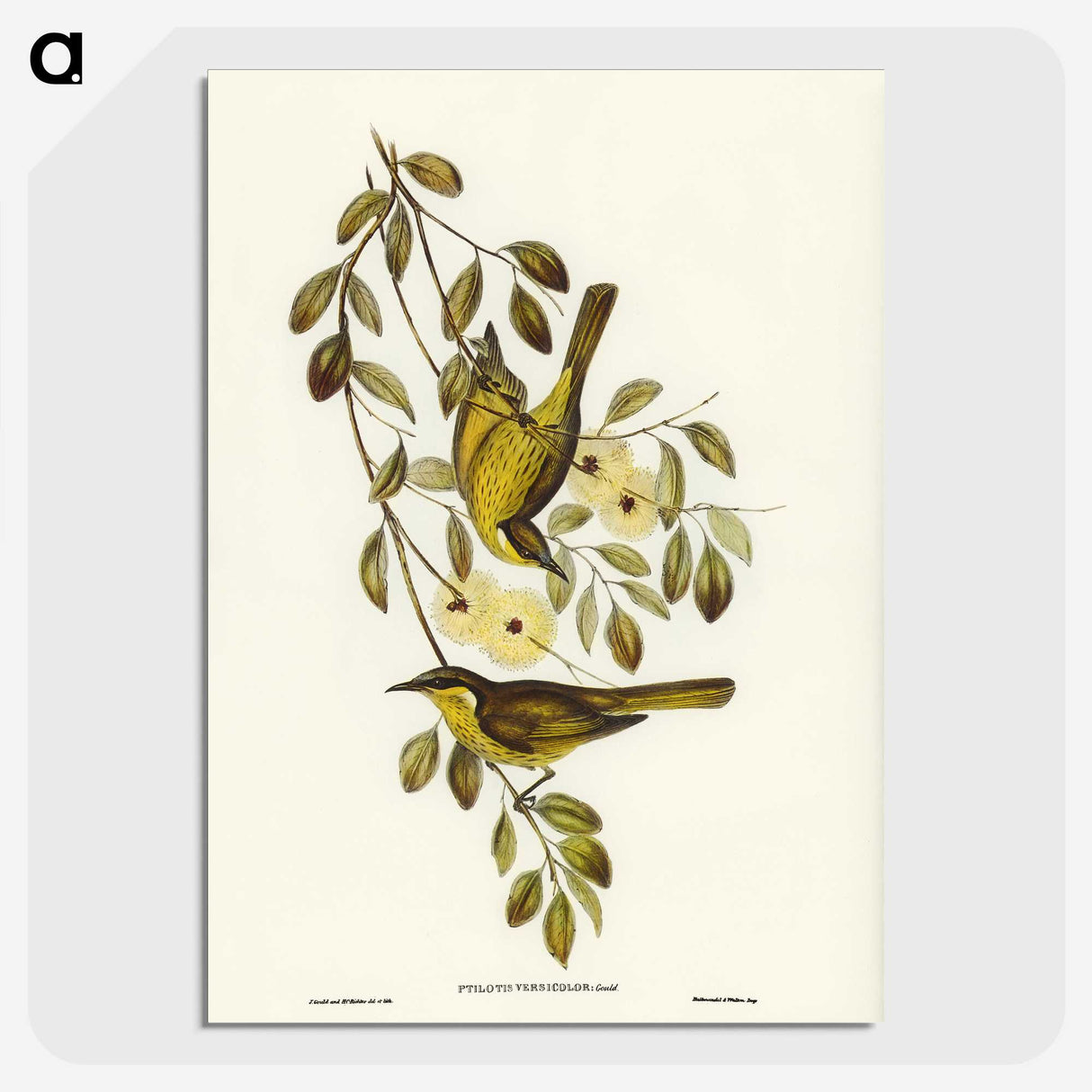 3-35_John-Gould_picture-crop