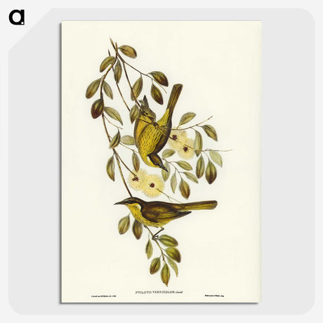 3-35_John-Gould_picture-crop