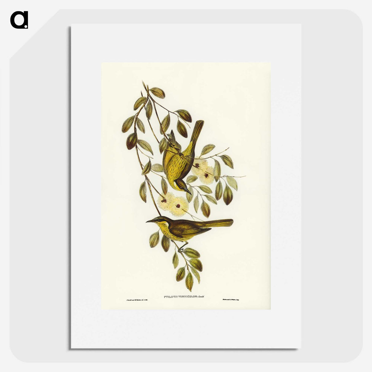 3-35_John-Gould_picture