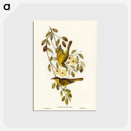 アートポストカード-Varied Honey-eater
 - ジョン グールド Postcard.