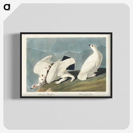 3-35_John-James-Audubon_blk-crop