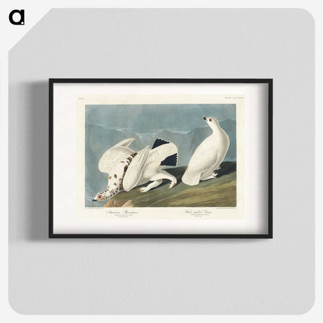 3-35_John-James-Audubon_blk
