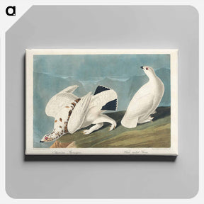 アートパネル-American Ptarmigan and White-tailed Grouse
 - ジョン ジェームス オーデュボン Canvas.