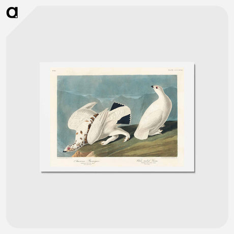 アートポストカード-American Ptarmigan and White-tailed Grouse
 - ジョン ジェームス オーデュボン Postcard.