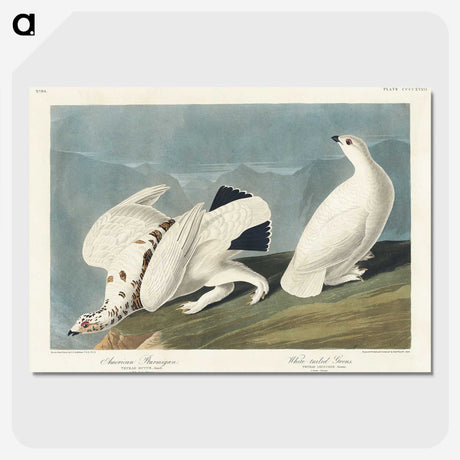 3-35_John-James-Audubon_picture-crop