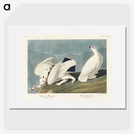 3-35_John-James-Audubon_picture