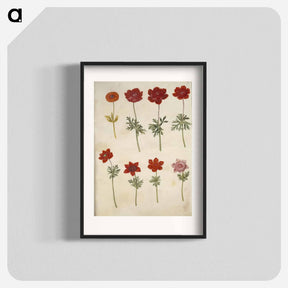 アートポスター-Anemone ×fulgens and Anemone coronaria
 - マリア ジビーラ メーリアン Poster.