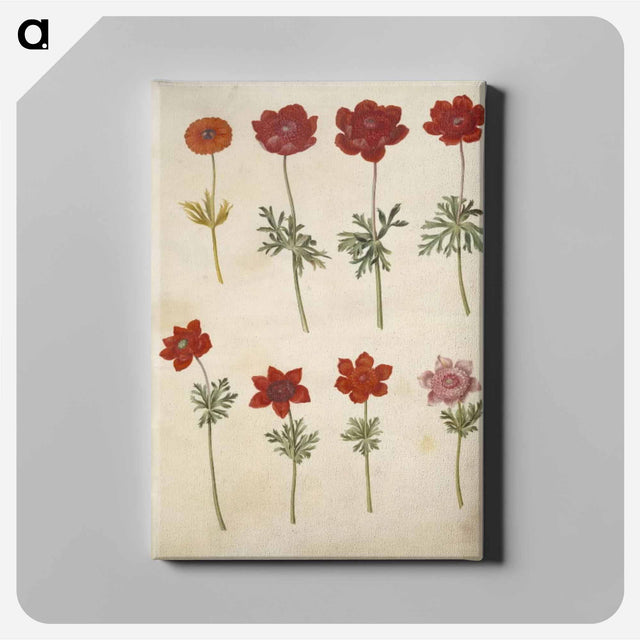 アートパネル-Anemone ×fulgens and Anemone coronaria
 - マリア ジビーラ メーリアン Canvas.