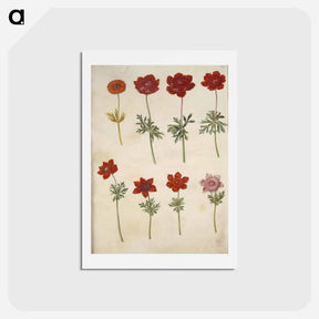 アートポストカード-Anemone ×fulgens and Anemone coronaria
 - マリア ジビーラ メーリアン Postcard.