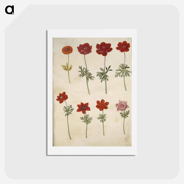 アートポストカード-Anemone ×fulgens and Anemone coronaria
 - マリア ジビーラ メーリアン Postcard.