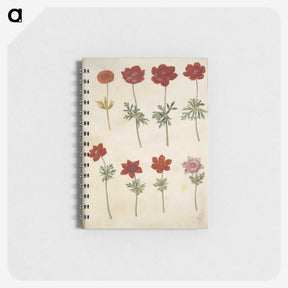 3-35_Maria-Sibylla-Merian_memo