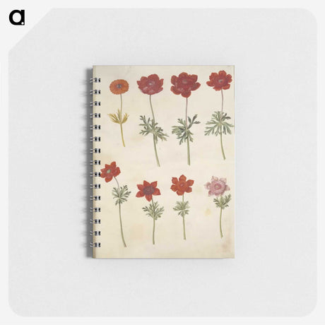 3-35_Maria-Sibylla-Merian_memo