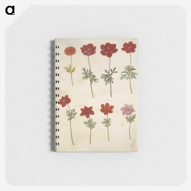 3-35_Maria-Sibylla-Merian_memo