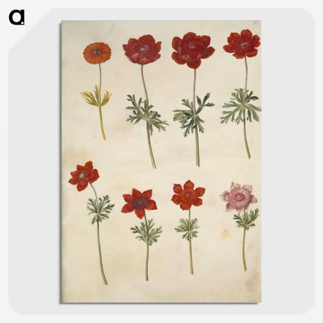 3-35_Maria-Sibylla-Merian_picture-crop