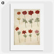 3-35_Maria-Sibylla-Merian_picture