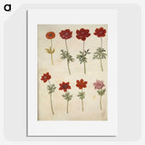 3-35_Maria-Sibylla-Merian_picture