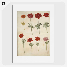 3-35_Maria-Sibylla-Merian_picture