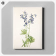 3-35_Mary-Vaux-Walcott_canvas